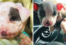 Pit Bull Puppy Found At A Construction Site Would Blossom Into A Social Butterfly
