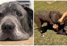 174-Pound Senior Mastiff Winds Up Depressed In Shelter After Owner Passes Away