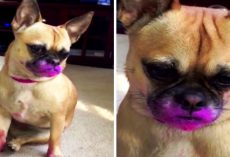 Dog Wants To Look Pretty Like Mom, So She Grabs A Pink Lipstick And Goes To Town