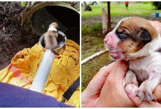Mama Dog & Litter Of Newborns Heard Crying From Deep Inside 20-Foot Drain