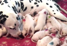 Vet Said Dalmatian Would Have Three Puppies, But They Just Kept Coming
