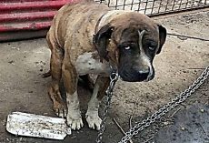 Miserable Dog Was Strangled By Heavy Chain For Years, Starved & Ignored By Owner