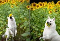 Dog Photoshoot With Sunflowers Goes Hilariously Wrong When The Dogs Realize How Tasty Flowers Are