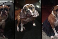 They Hired a Dog Sitter to Watch Over Their Baby. These Were the Updates He Sent Them.