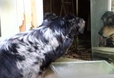 Obedient Dogs Destroy Shed To Try To Tell Owners Of The Little One Inside