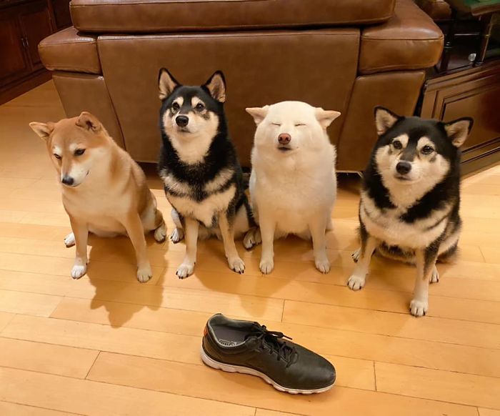 Silly Shiba Inu Constantly Ruins Group Photos And Hilariously Goes Viral