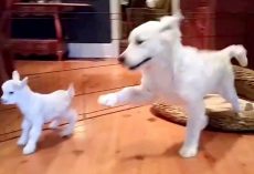 Golden Retriever Puppy Meets Baby Goat For First Time, And He “Loses His Mind”