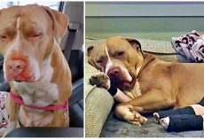 Pit Bull Thrown From Overpass Finds Forever Home With The Woman Who Saved Him