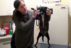 Pregnant Dog Was About To Be Put On Kill-List, But Woman Stepped In To Stop It