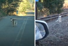 Man Stops His Car When He Spots A Husky All Alone On The Train Tracks