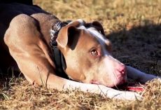 People Warned Them Not To Make Pit Bull A K9 Officer, But They Didn’t Listen