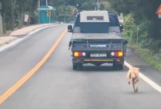 Mother Dog Chases The Truck That Took Her Pups For Miles