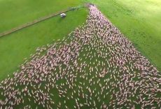 Dogs Corralling Hundreds Of Sheep Through A Single Gate Is Mesmerizing Work