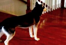 Mom Asks Her Husky If She’s Stupid, Husky Is Ready With A Hilarious “Comeback”