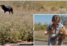 Mom Turned Back To Get 1 Last Look At Her Babies & Wished Them A Happy Life