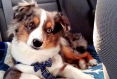 Puppy Was Sleeping Through Every Song, But Then Mom Put On His Favorite Song