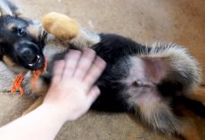 German Shepherd Puppy Gets His First Belly Rub, And He Absolutely ‘Loses It’