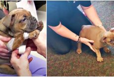 Breeder Puts Paralyzed Puppy In Box Since He’s Worthless & Woman Tests His Will