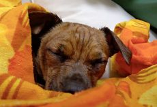He Closed His Eyes For First Peaceful Sleep Of His Life After Living On The Streets
