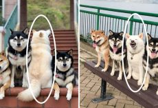 Silly Shiba Inu Constantly Ruins Group Photos And Hilariously Goes Viral