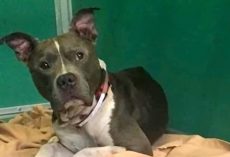 Lost Dog Was 2 Days From Being Put Down, But He Still Hoped Dad Would Save Him