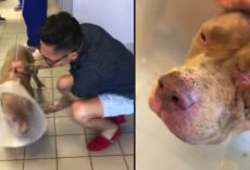Pit Bull Stolen From Home, Owner Drives 1,000 Miles For Their Reunion