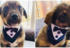 Homeless Pup Wears Tuxedo For Adoption Day But His New Owner Fails To Show Up