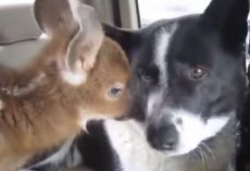 Dog Trained To Be Mean And Tough Ends Up Having A Soft Spot For A Fawn
