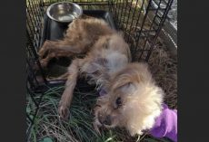 Someone Locked A Small Dog In A 130-Degree Port-A-Potty And Bolted