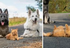 Cat Saved By Family And Raised By Their Dogs Now Thinks He’s A Dog