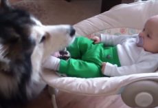 Parents Thought Dog Was Caring For Baby But They See Baby’s Foot In Dog’s Mouth