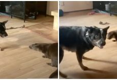 Otter Thinks He’s A Dog & Gets Into Wrestling Match With Pooch At Rehab Center