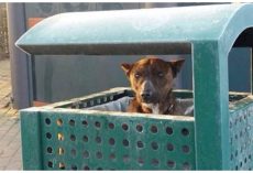 Shivering Dog Peeks Head Out From City Garbage Can & Pleads For Worker To Help