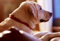 Dog Gets Worried Sick When Dad Doesn’t Return Home After A Night Of Drinking