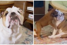 Pet Parents Invent Creative Training Hack So Dog Isn’t Jealous Of New Puppy