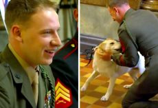 Marine Is Invited For An Event, But He Doesn’t Know There’s A Dog Waiting For Him