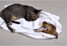 Tiny Pup Fights To Live After Savage Beat Him & Caring Cat Won’t Leave Him