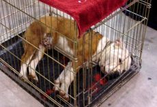 Instead Of Training Their Dog To Accept The Crate, They Just Stuffed Him Inside