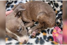 She Clung To Life On The Pavement After Owner Tossed Her Out Of Car & Drove Off