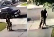 Police Want The Public To Help Identify The Man Who Punched And Kicked His Dog