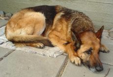 Dog Escapes Kidnapper But Doesn’t Know How To Go Home, Wanders Around For 3-Years