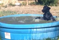 Man Catches His Dog On Camera Having Fun In The Kiddie Pool