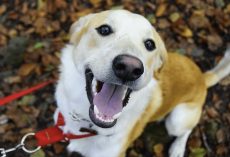 Study Shows That A Simple “I Love You” From You Can Send Your Dog’s Heart Racing
