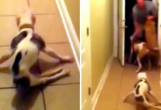 Soldier Dad Returns Home After 6 Months, Dog Forgets Her Back Legs Are Paralyzed