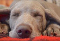 Experts Now Know What Our Dogs Actually Dream About