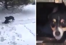 Loving Dog Thinks To Save Motionless Cat Freezing Out In The Snow