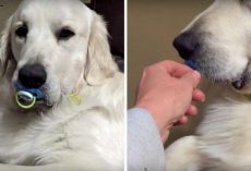 He Found The Pacifier, And Mom Tries To “Take It” From Him