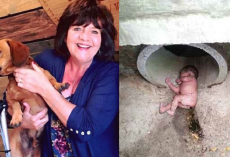 Dog Keeps Barking At A Storm Drain, Owner Hears Crying Coming From Inside