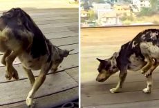 Paralyzed Dog Rescued From The Streets, But He Couldn’t Put His Hinds Legs Down