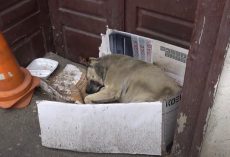 Dog Had Been Homeless On The Street For 6 Years When A Tourist Intervened